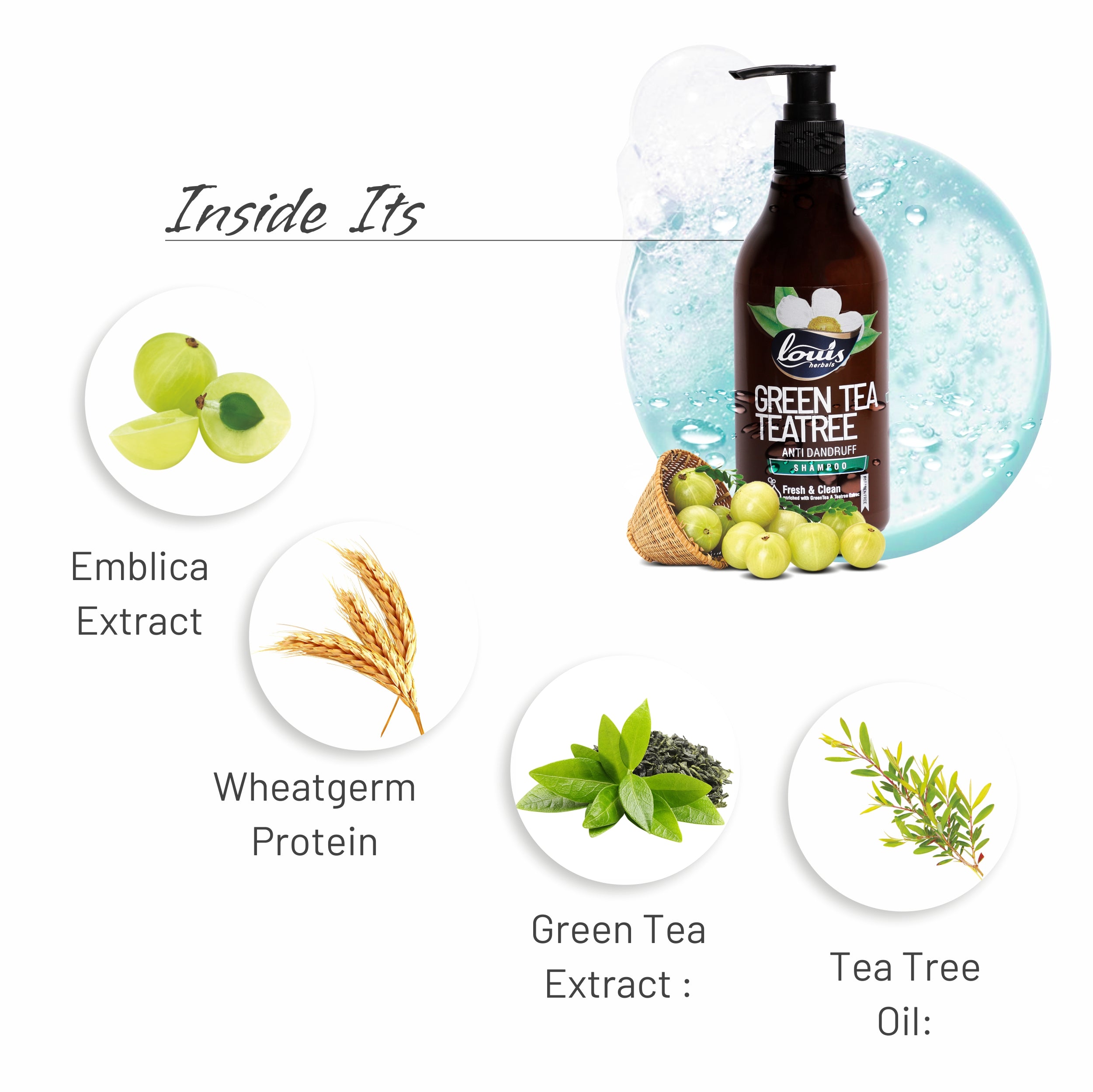 Louis Herbals Green Tea & Tea Tree Anti-Dandruff Shampoo key ingredients green tea extract, tea tree oil, natural botanicals for scalp health